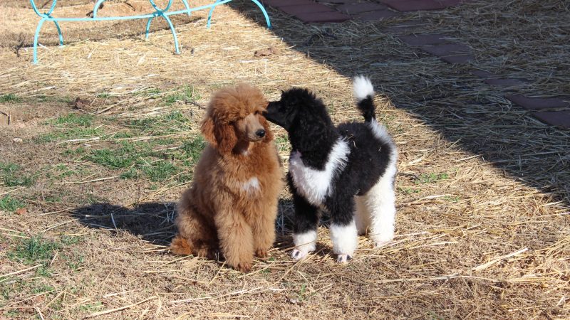 AKC Trick Dog Titles