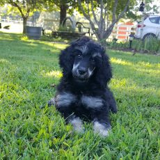 Feeding your poodle puppy