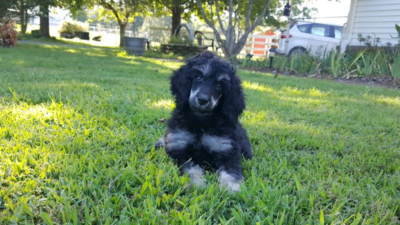 Feeding your poodle puppy