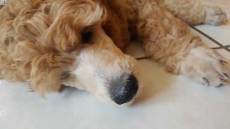 AAHA’s Core Vaccination Protocol 2017