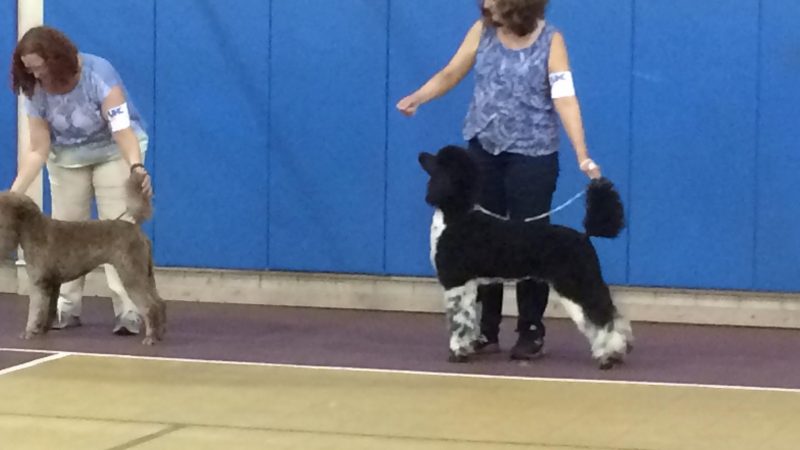 Flynn’s first weekend of showing