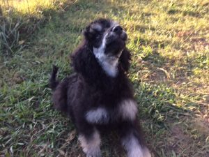 Phantom standard poodle puppy
