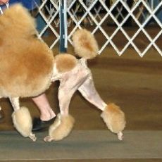 Conformation – What to look for in a standard poodle.