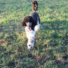 To People with Friendly Dogs