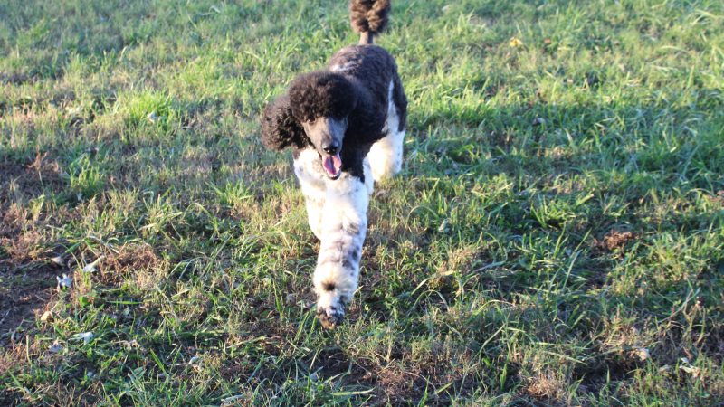 To People with Friendly Dogs