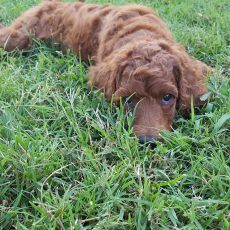 Your new puppy and veterinarian visits, thing to remember.