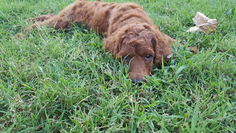 Your new puppy and veterinarian visits, thing to remember.
