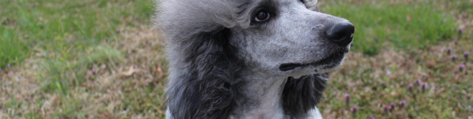 Our UKC Champion Poodles