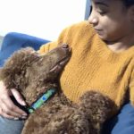 Poodle happy in her owners arms. Happy standard poodle relaxing, she looks very content. Review for Heart Song Standard Poodles.