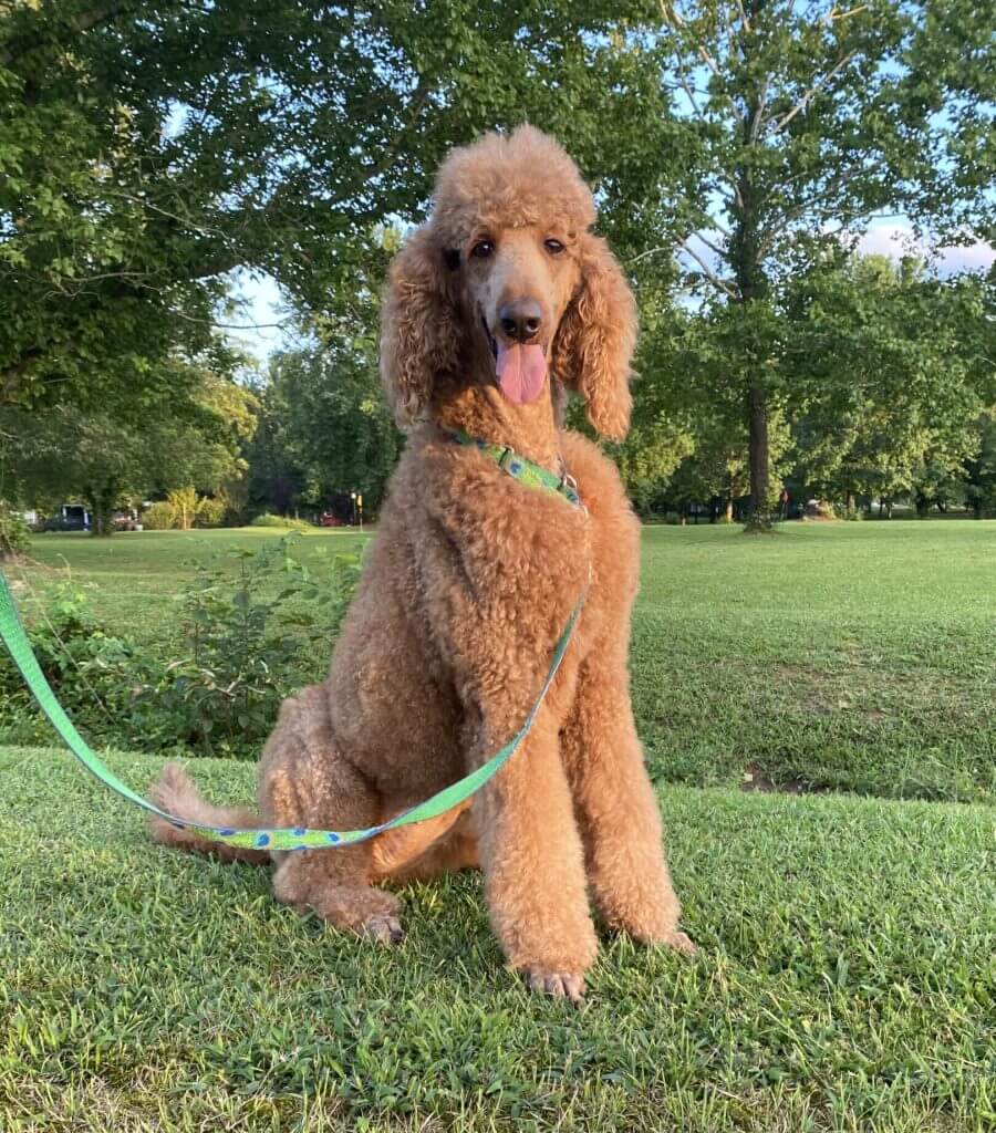 poodle for sale