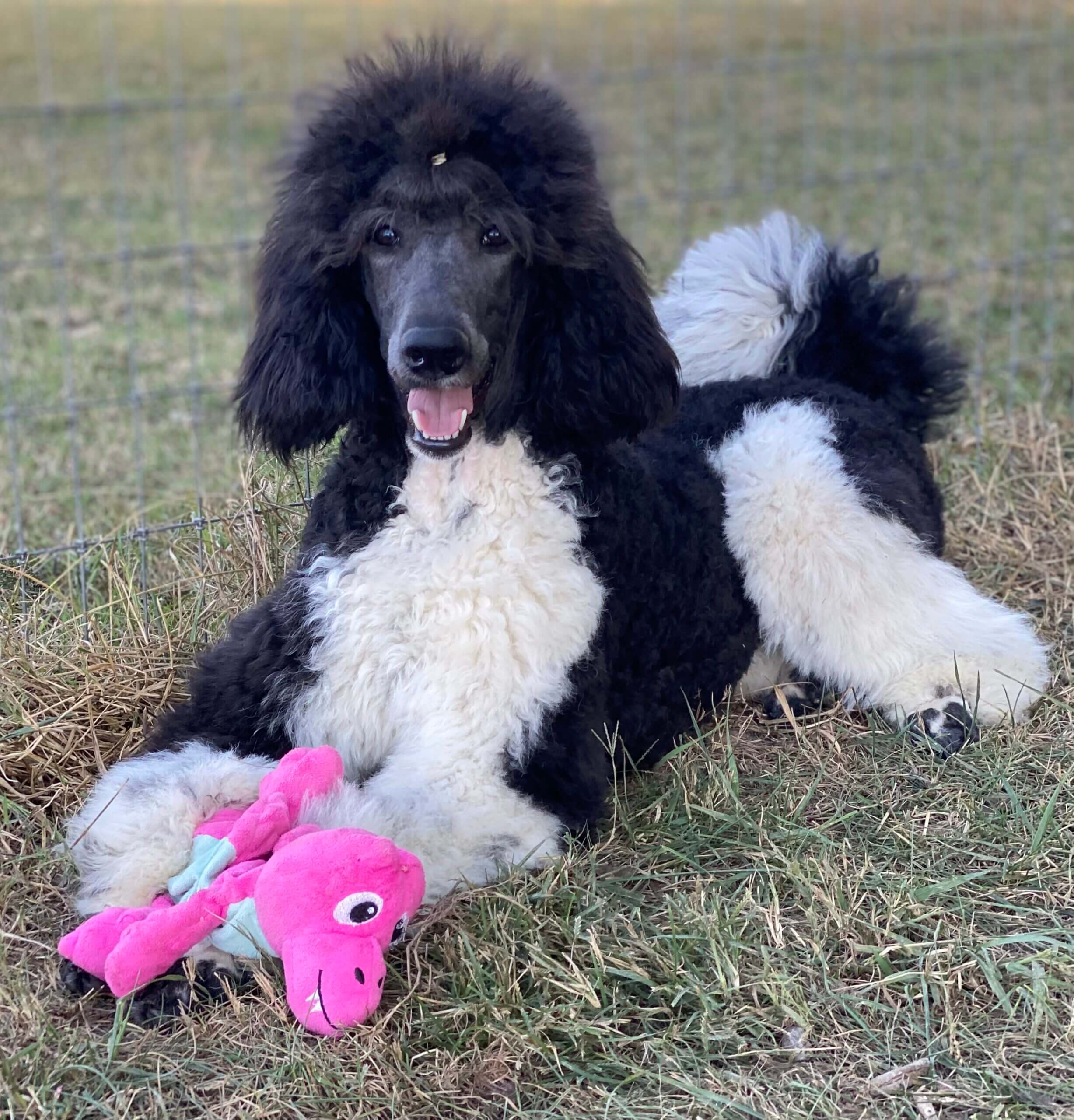 Blue tuxedo standard poodle