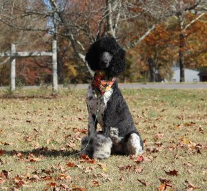 poodle