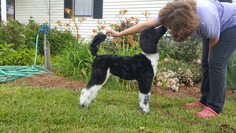 What is the first thing I should teach my puppy?